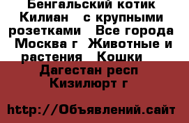 Бенгальский котик Килиан , с крупными розетками - Все города, Москва г. Животные и растения » Кошки   . Дагестан респ.,Кизилюрт г.